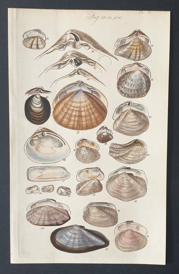 Original 1852 shell print - Plate 4