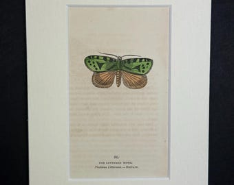The Lettered Moth - Original 1832 Hand Coloured Antique Print