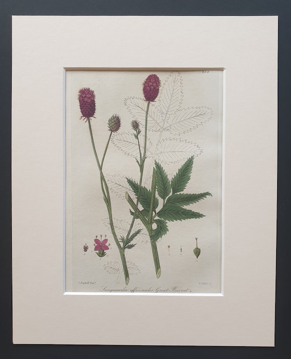 Great Burnet - Original 1839 hand coloured flower print in mount