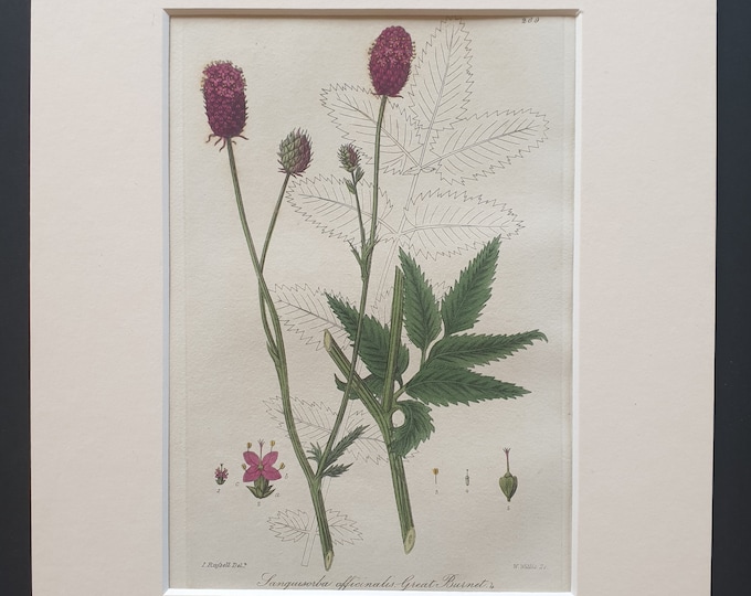 Great Burnet - Original 1839 hand coloured flower print in mount