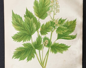 Bane Berry - Original 1857 poisonous plant print