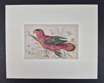 Purple-Capped Lory - Original c1840 Hand Coloured Parrot in Mount
