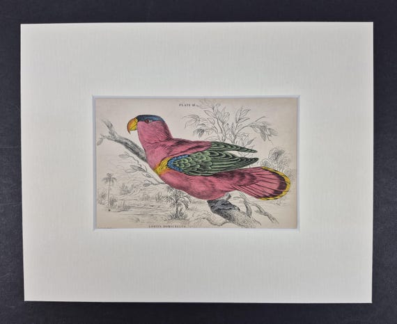 Purple-Capped Lory - Original c1840 Hand Coloured Parrot in Mount