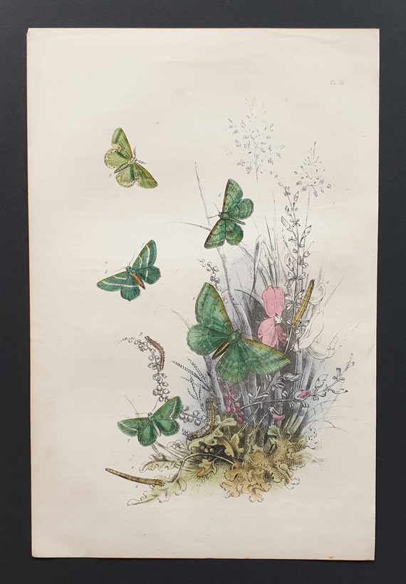 Emerald Moths - Original hand coloured 1860 print