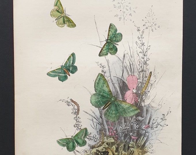 Emerald Moths - Original hand coloured 1860 print