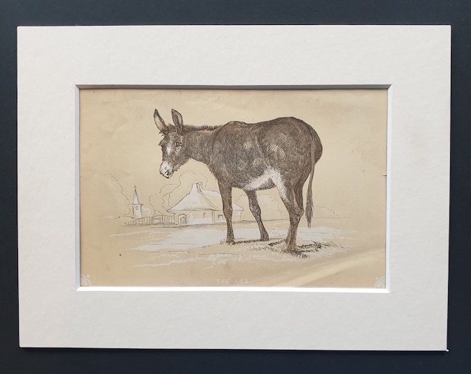 The Ass - Original 1851 John Tallis woodblock print