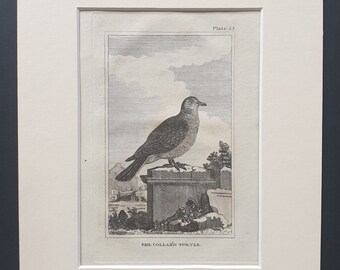 The Collared Turtle - Original 1812 Buffon print in mount (55)