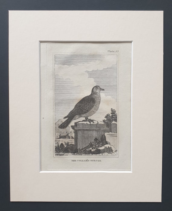 The Collared Turtle - Original 1812 Buffon print in mount (55)