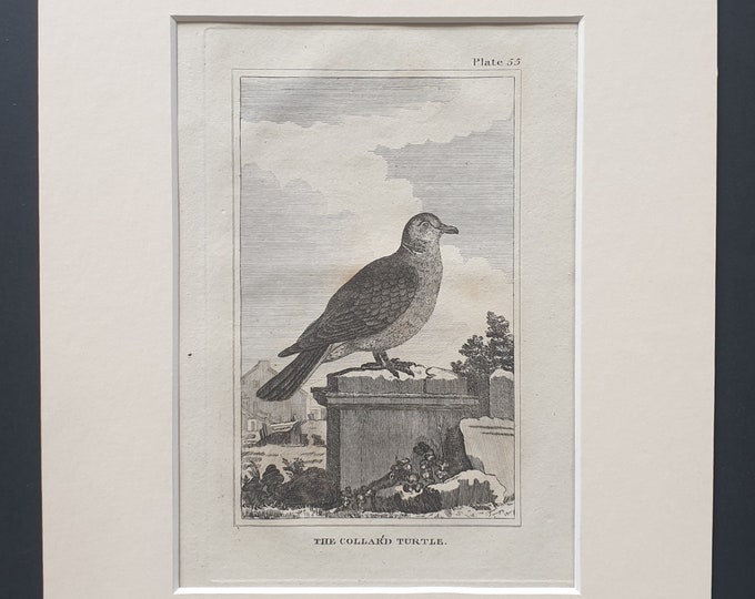 The Collared Turtle - Original 1812 Buffon print in mount (55)
