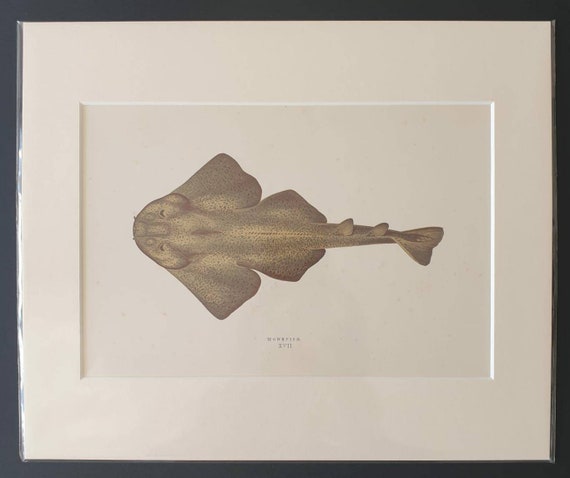 Monkfish - Original 1877 'History of the Fishes of the British Islands' print