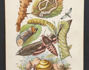 Plate A - Original 1892 chromolithograph butterfly print