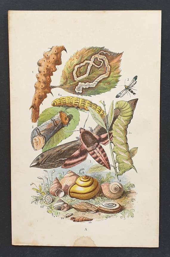 Original 1892 chromolithograph butterfly print - Plate A