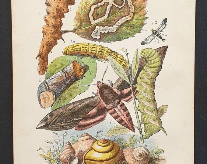 Original 1892 chromolithograph butterfly print - Plate A