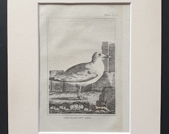 The Glaucous Gull -  Original 1812 Buffon print in mount (224)