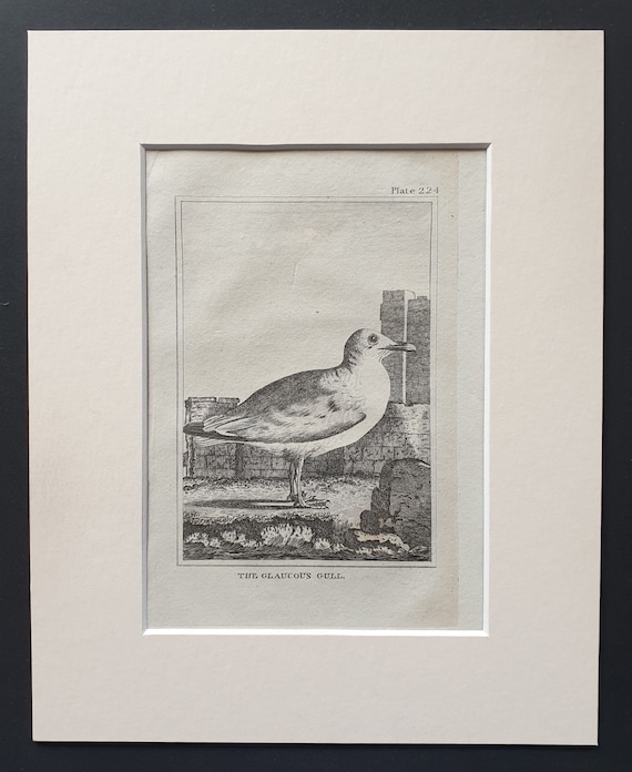 The Glaucous Gull -  Original 1812 Buffon print in mount (224)