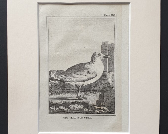 The Glaucous Gull -  Original 1812 Buffon print in mount (224)