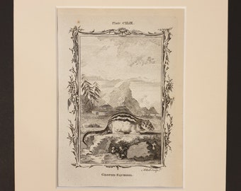 Ground Squirrel - Original 1791 Buffon print in mount