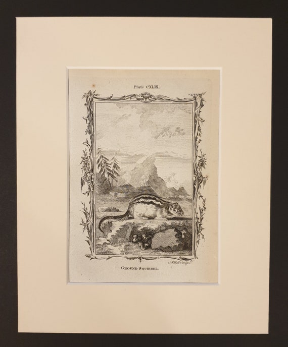 Ground Squirrel - Original 1791 Buffon print in mount