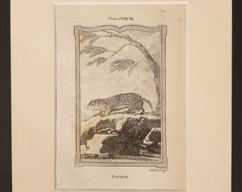 Souslik - Original 1791 Buffon print in mount