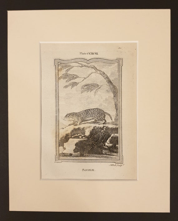 Souslik - Original 1791 Buffon print in mount