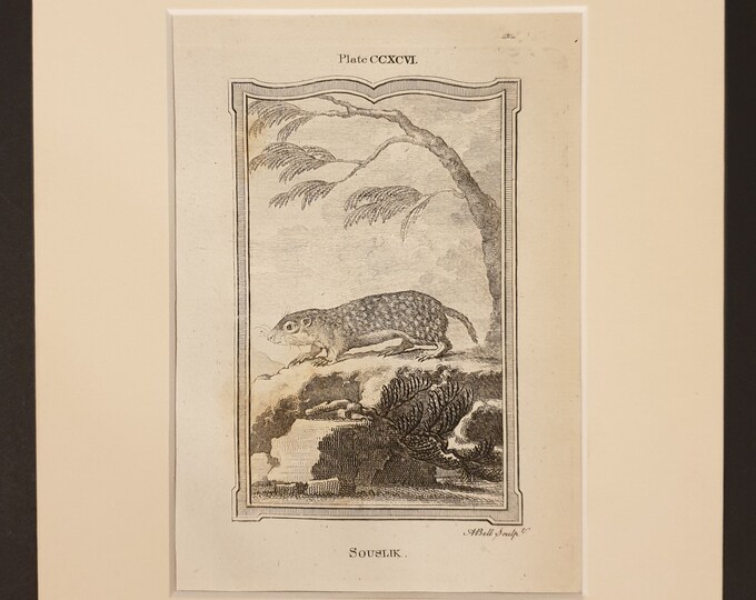 Souslik - Original 1791 Buffon print in mount