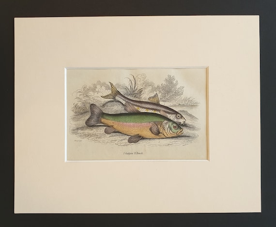 Gudgon, Tench - Original c1860 hand coloured fish print in mount