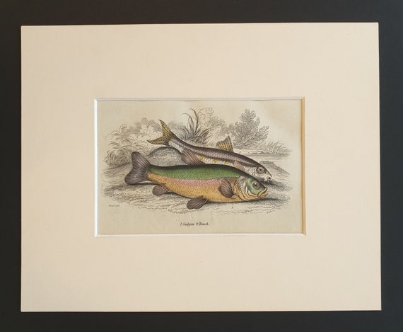 Gudgon, Tench - Original c1860 hand coloured fish print in mount