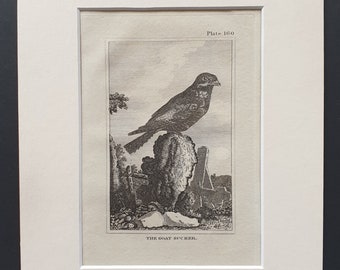 The Goat Sucker - Original 1812 Buffon print in mount (160)