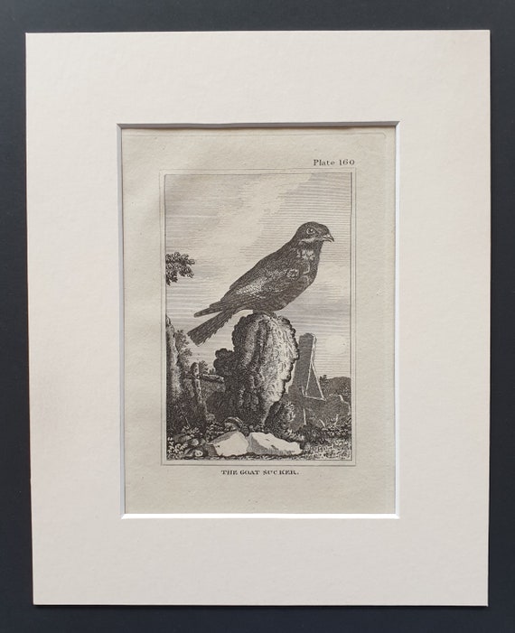 The Goat Sucker - Original 1812 Buffon print in mount (160)