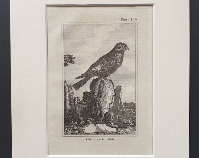 The Goat Sucker - Original 1812 Buffon print in mount (160)