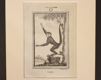 Coaita - Original 1791 Buffon print in mount