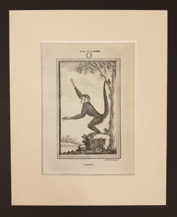 Coaita - Original 1791 Buffon print in mount