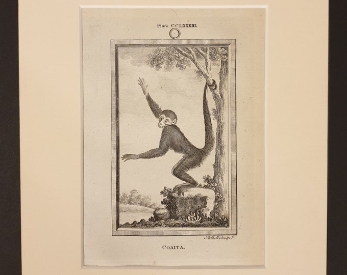 Coaita - Original 1791 Buffon print in mount