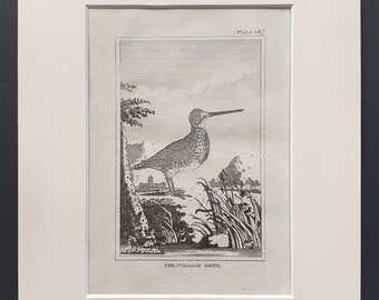 The Common Snipe -  Original 1812 Buffon print in mount (187)