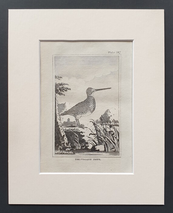 The Common Snipe -  Original 1812 Buffon print in mount (187)