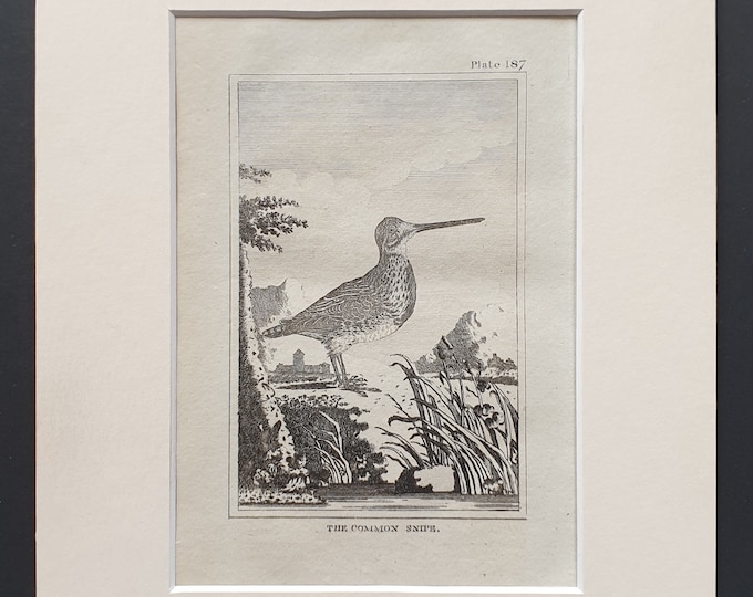 The Common Snipe -  Original 1812 Buffon print in mount (187)