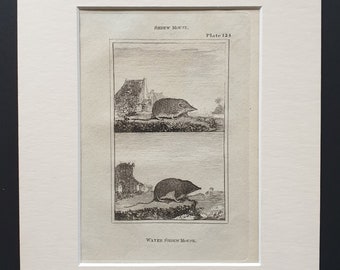 Water Shrew Mouse - Original 1812 Buffon print in mount