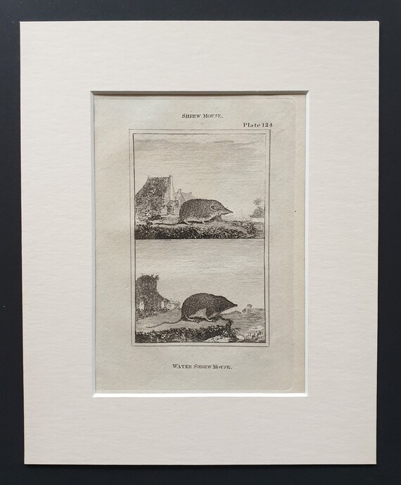 Water Shrew Mouse - Original 1812 Buffon print in mount