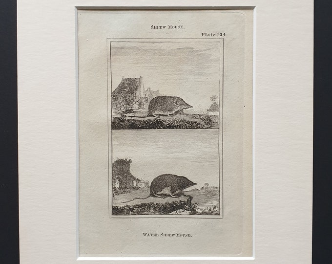 Water Shrew Mouse - Original 1812 Buffon print in mount