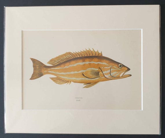 Comber - Original 1877 'History of the Fishes of the British Islands' print