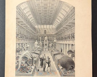 Hunterian Museum - Royal College of Surgeons - Original Antique 1841 Engraving