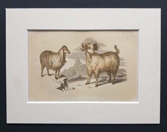 Syrian and Angora Goats - Original 1851 John Tallis woodblock print