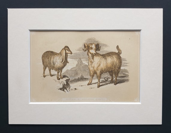 Syrian and Angora Goats - Original 1851 John Tallis woodblock print