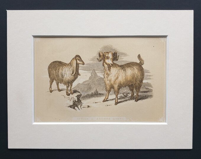 Syrian and Angora Goats - Original 1851 John Tallis woodblock print