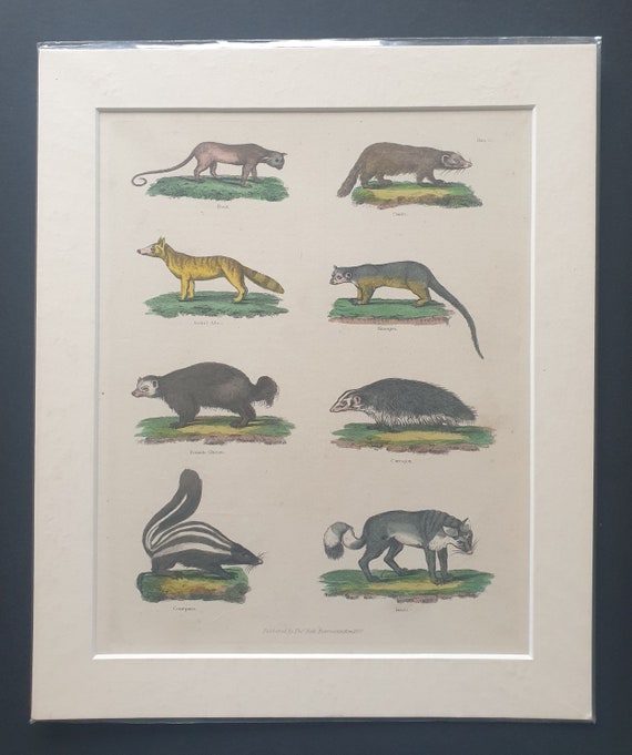 Mammals - original 1827 hand coloured William Smellie print