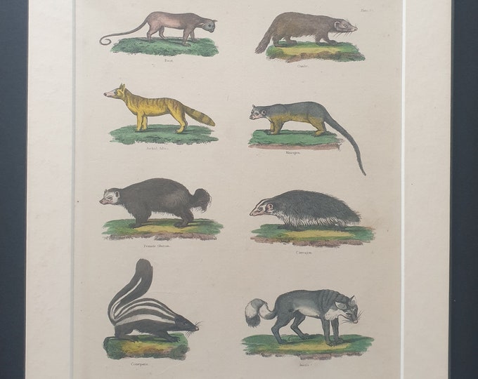 Mammals - original 1827 hand coloured William Smellie print