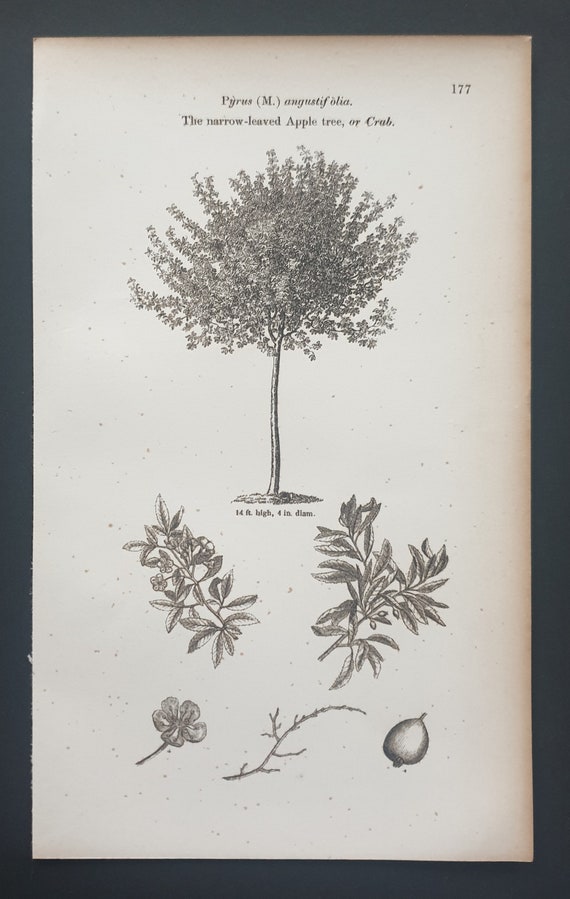 The Narrow Leaved Apple Tree or Crab - Original 1844 print