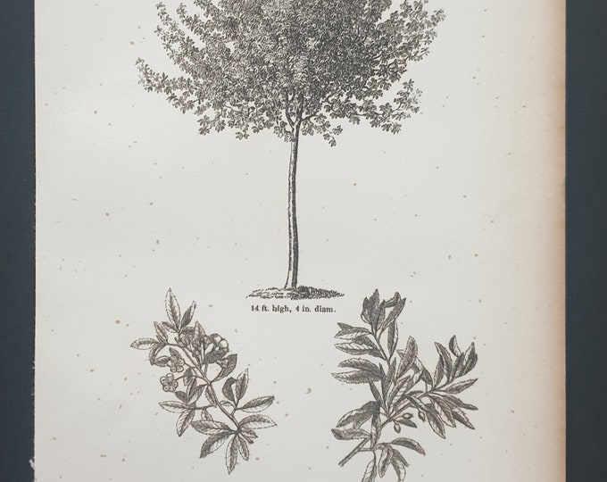 The Narrow Leaved Apple Tree or Crab - Original 1844 print