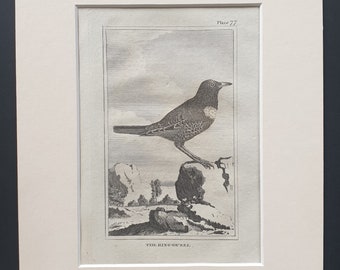 The Ring Ouzel - Original 1812 Buffon print in mount (77)