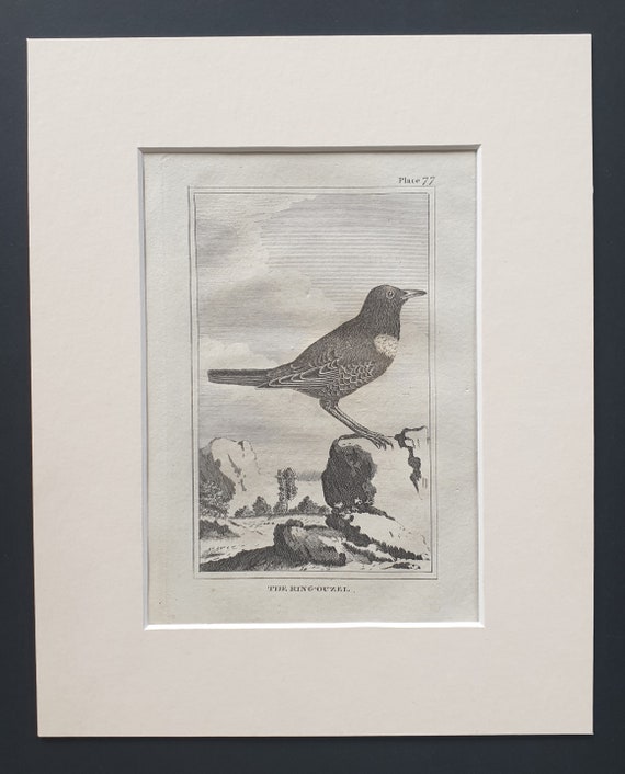 The Ring Ouzel - Original 1812 Buffon print in mount (77)